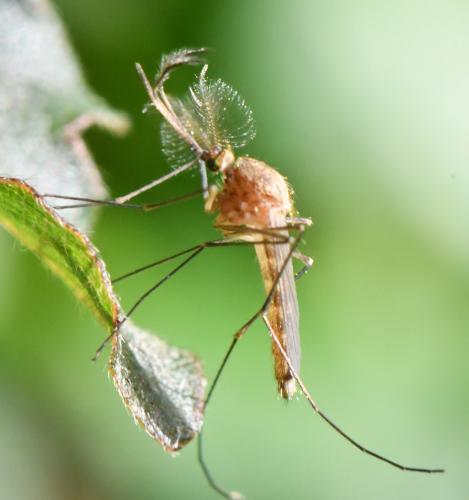 Réf. 327 640 : Culex pipiens